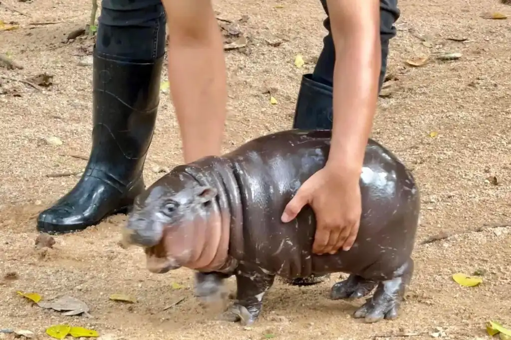 Con una gran fiesta tropical y el cariño de cientos de admiradores, Moo Deng, el hipopótamo pigmeo más famoso de internet, celebró su primer cumpleaños en el zoológico abierto de Khao Kheow, en Tailandia.