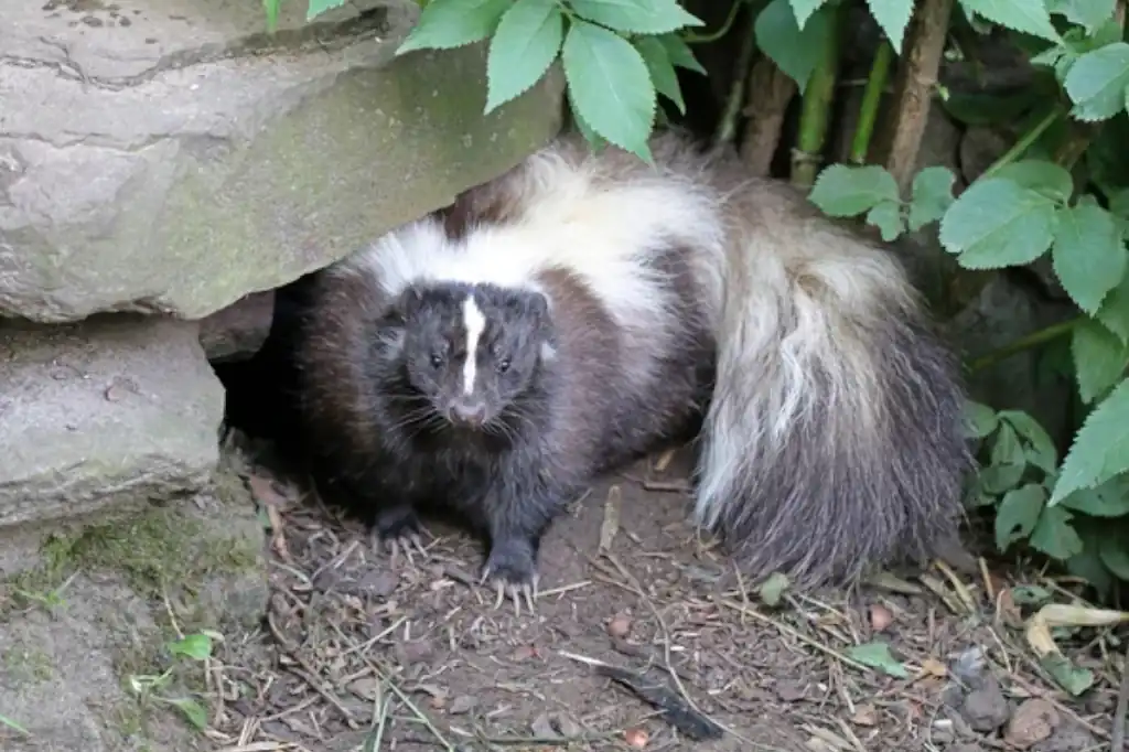 Adolescente fallece por posible rabia humana tras mordedura de zorrillo en Zacatecas.