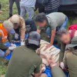 Muere el tigre Kenzo durante operativo de rescate en el Edomex