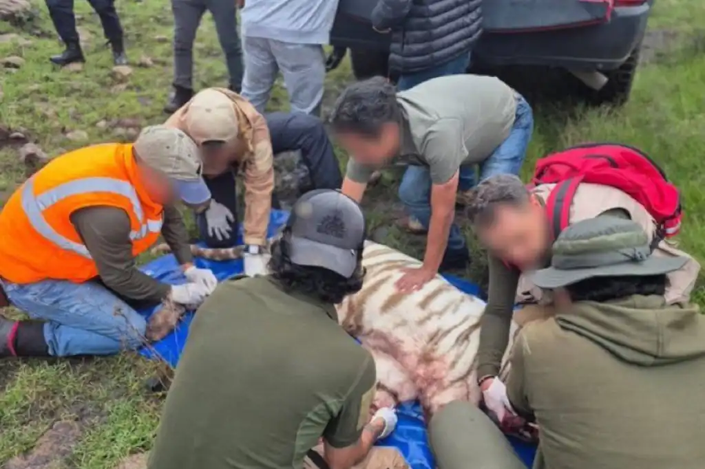 Muere el tigre Kenzo durante operativo de rescate en el Edomex
