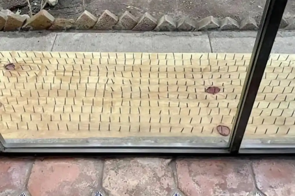 Indignación en San Pedro por tablas con clavos para ahuyentar osos negros